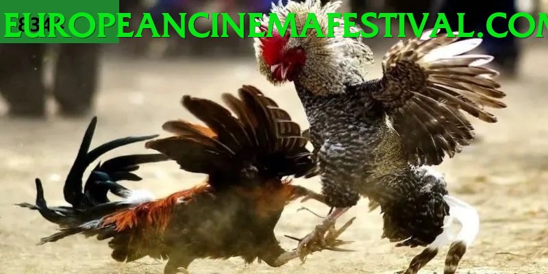 Trường Đấu Đá Gà Chuyên Nghiệp